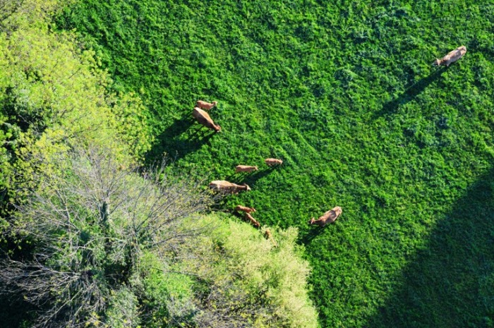 paturage-et-vaches-vu-du-ciel-aeodrome-de-pizay