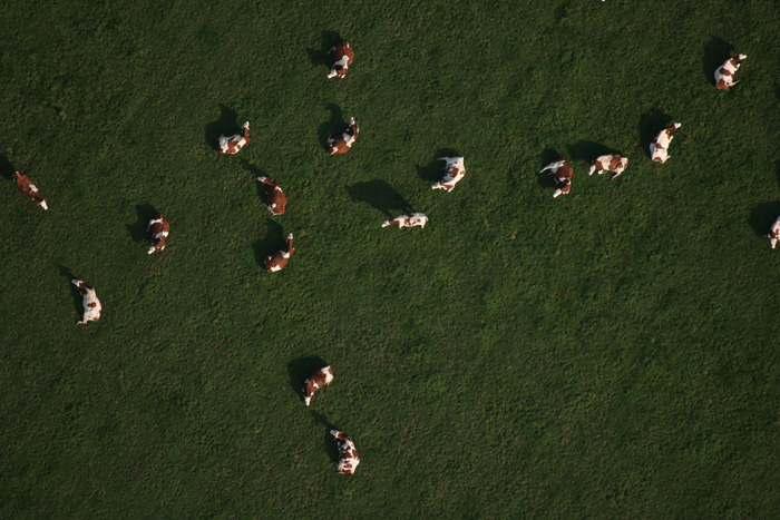 vaches-vu-du-ciel-aerodrome-de-pizay